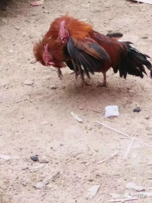 热门爆料公鸡打架视频播放,鸡界“拳击手”大比拼！  第1张